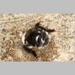 Andrena vaga mit Stylops - 01.jpg